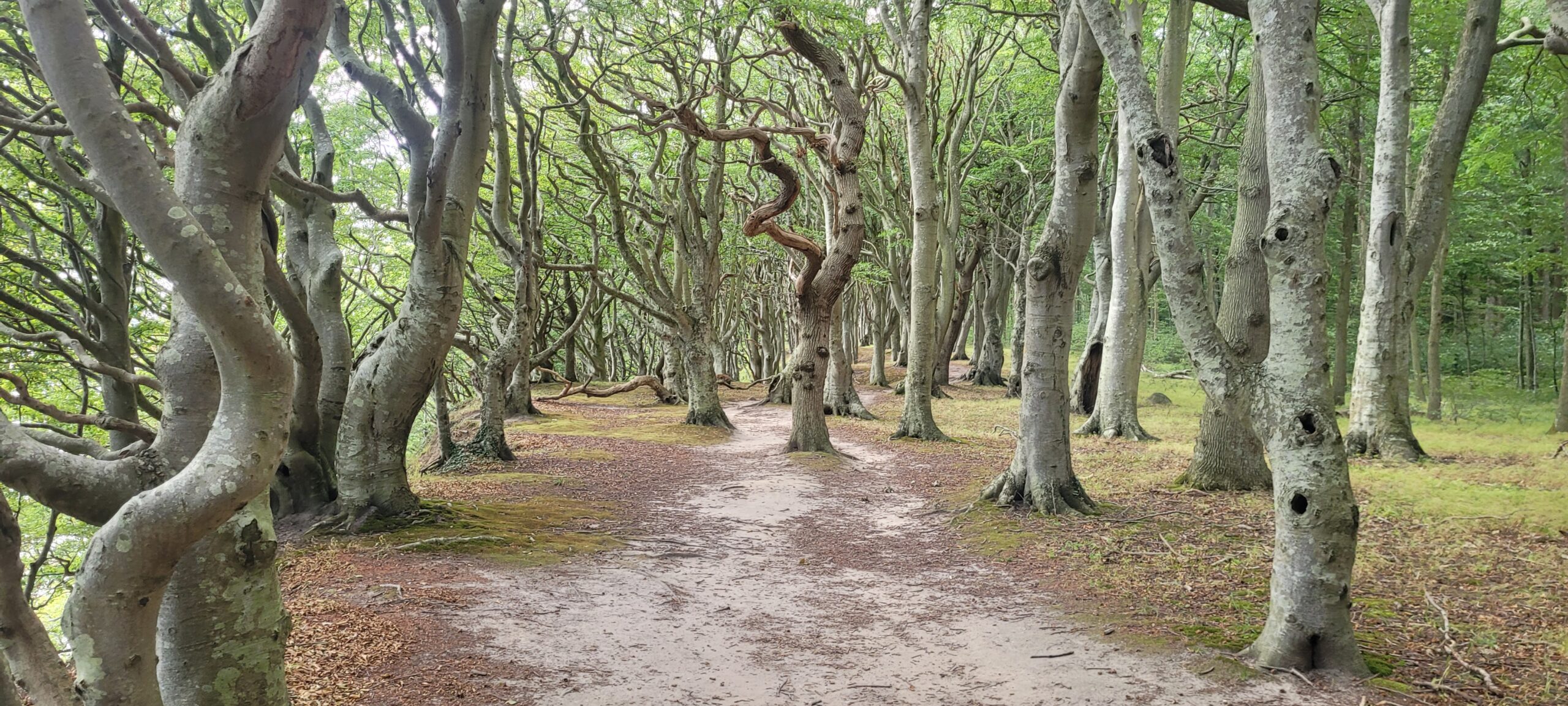 The Walk